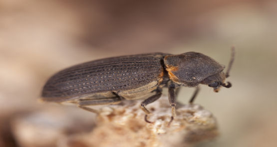 Common furniture beetle
