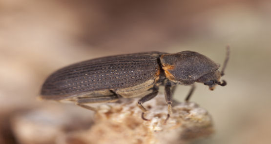 Beetle attack on timber