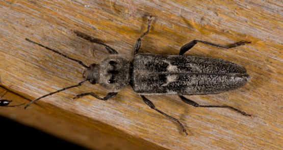 House longhorn beetle