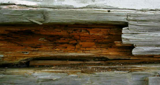 Wet rot attack on timber