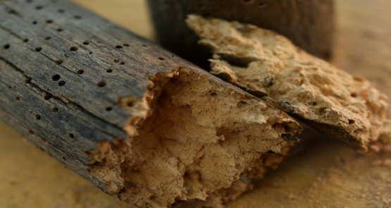 Woodworm Treatment